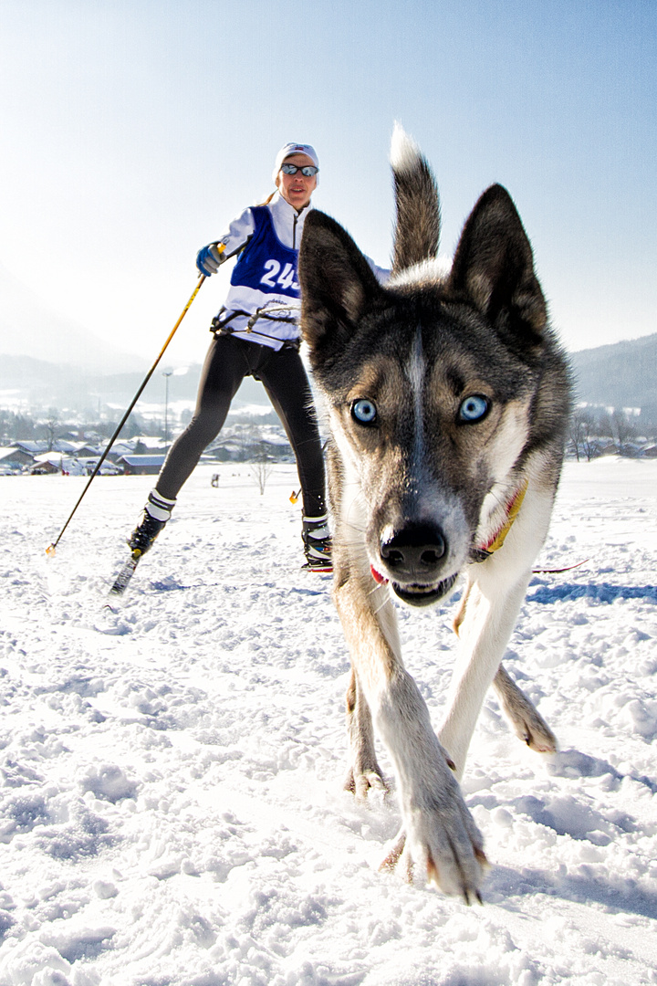 Schlittenhund