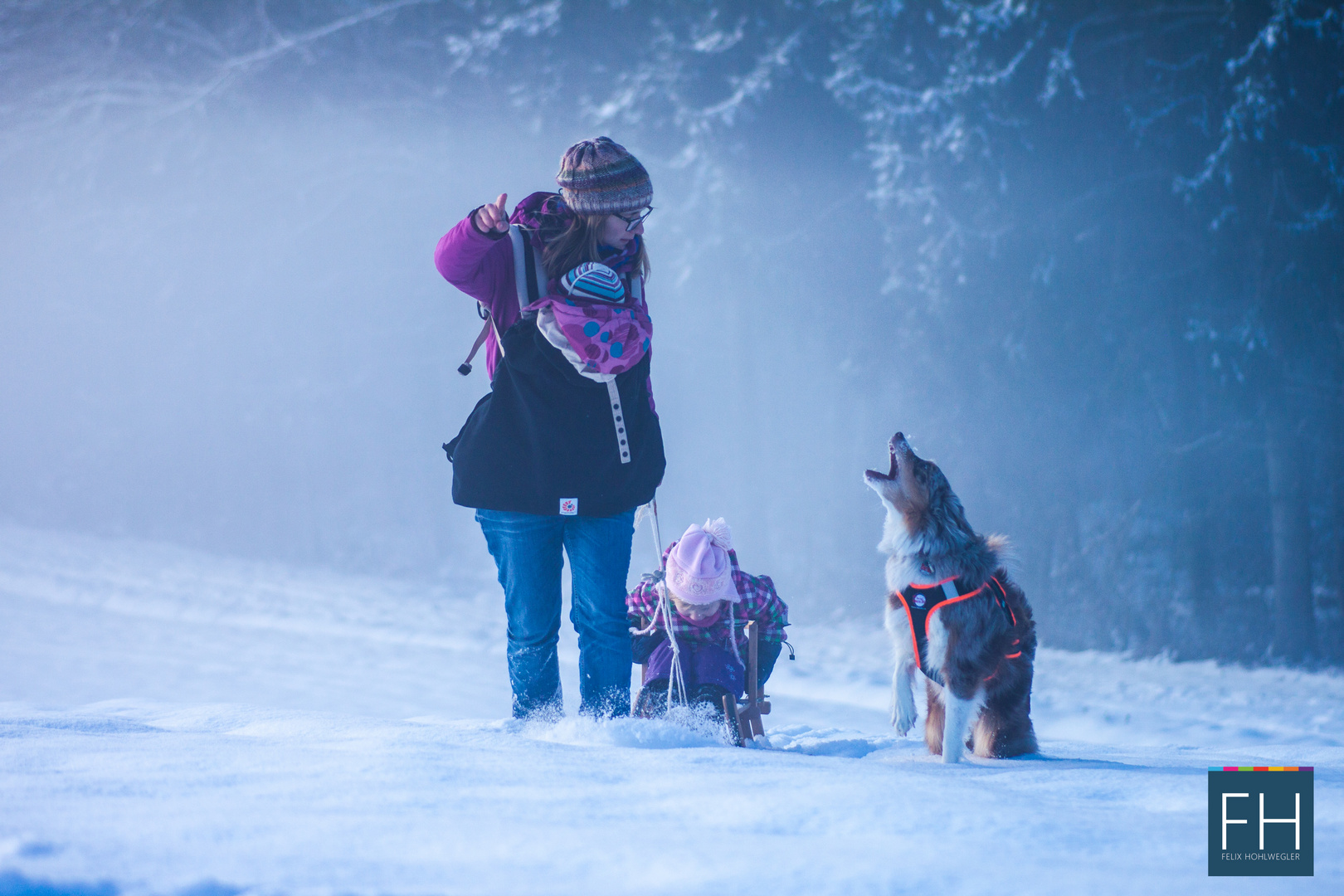 Schlittenhund