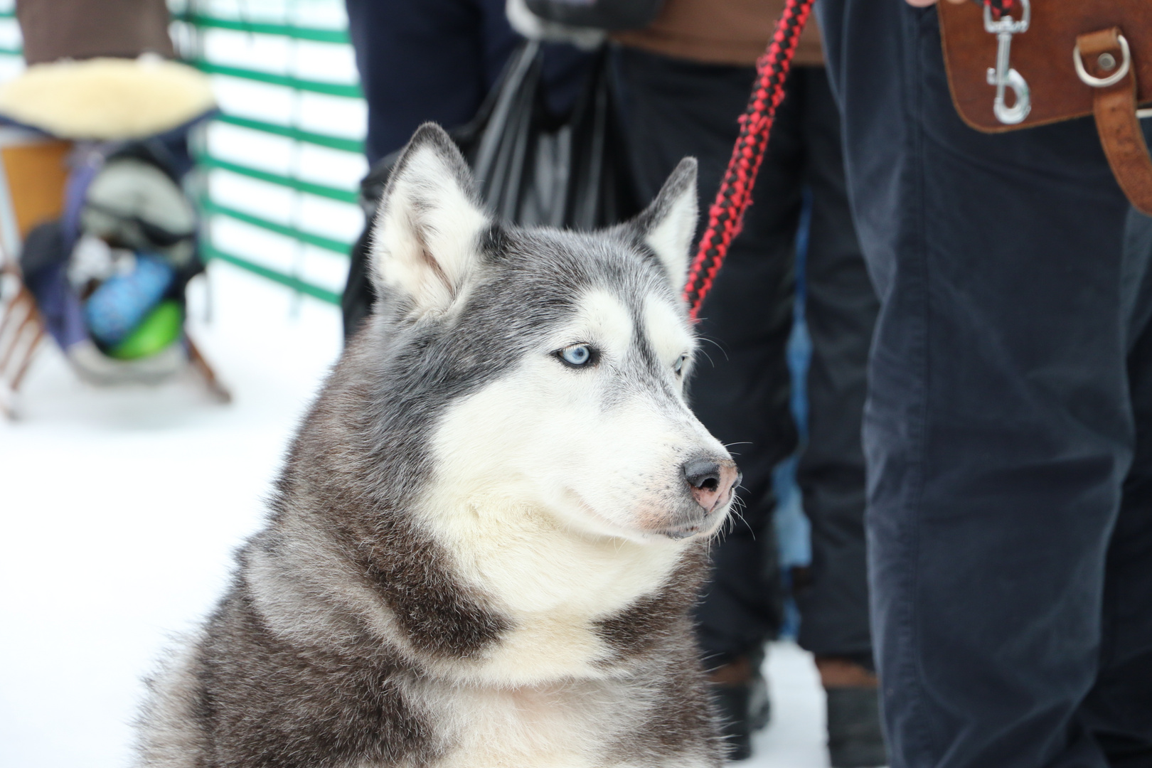 Schlittenhund