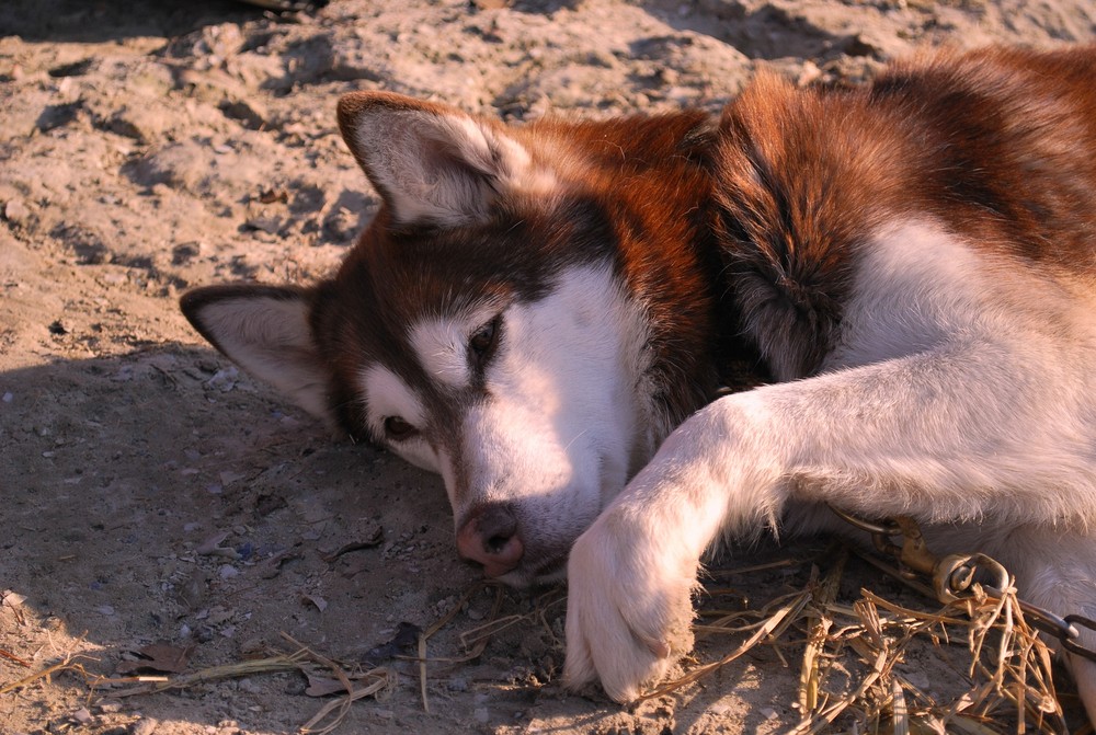 Schlittenhund