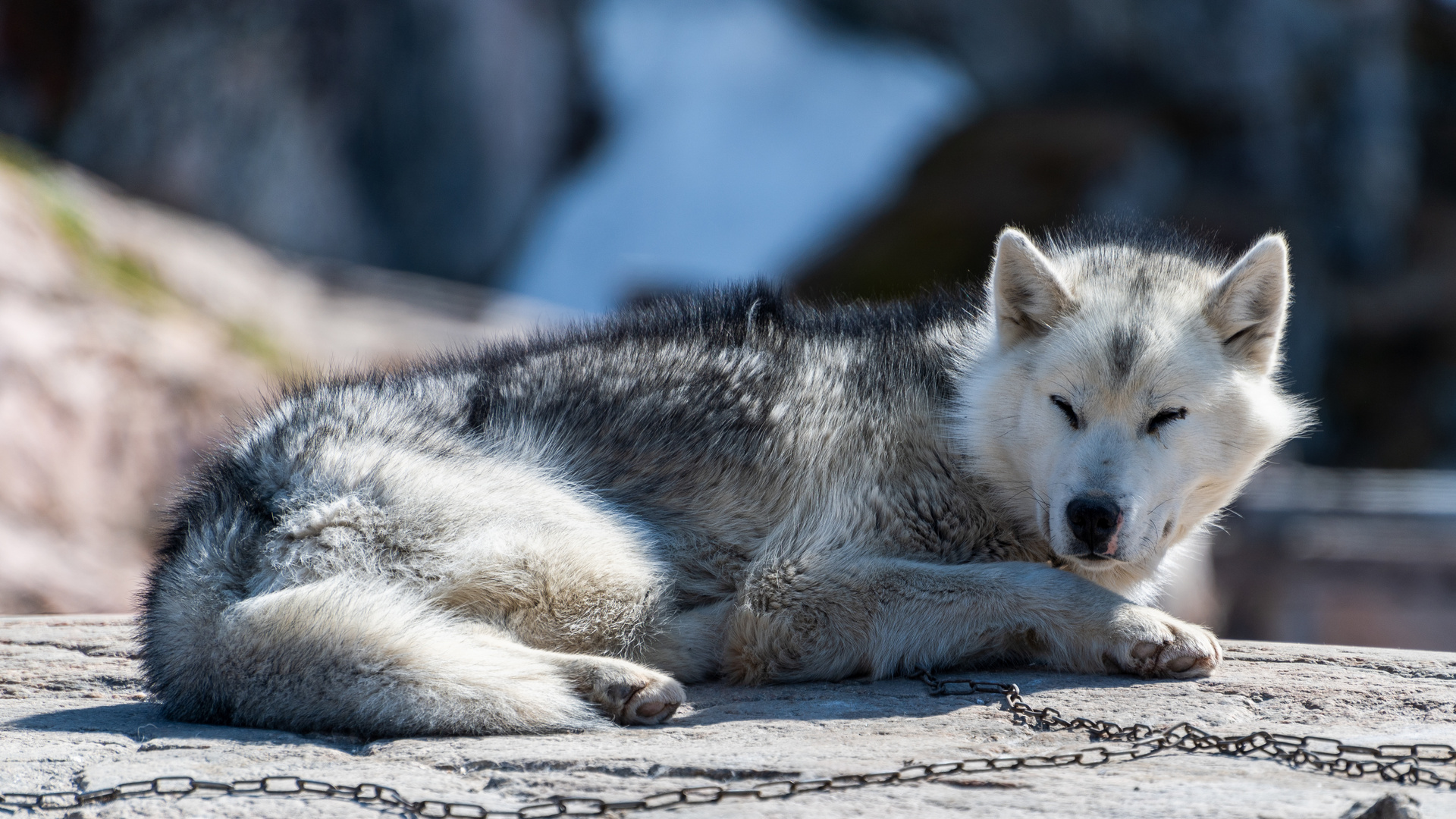 Schlittenhund (Ilulissat, Grönland) (2022)