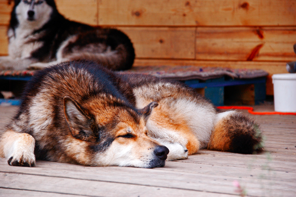 Schlittenhund in Finnland