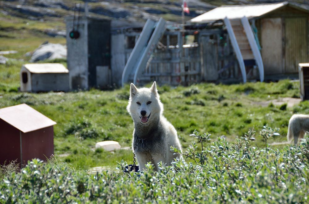 Schlittenhund in Ilulissat