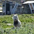 Schlittenhund in Ilulissat