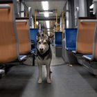 Schlittenhund in Straßenbahn