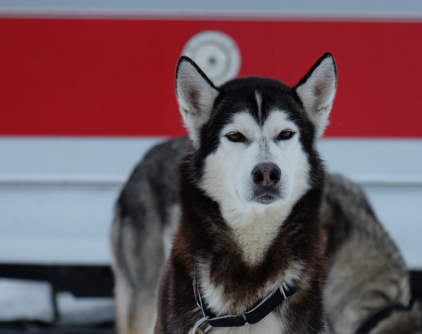 Schlittenhund Konzentriert vor dem Start.