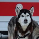 Schlittenhund Konzentriert vor dem Start.