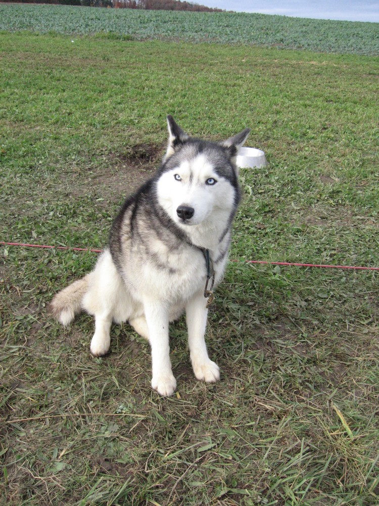 Schlittenhund nach dem Schlittenhunderennen