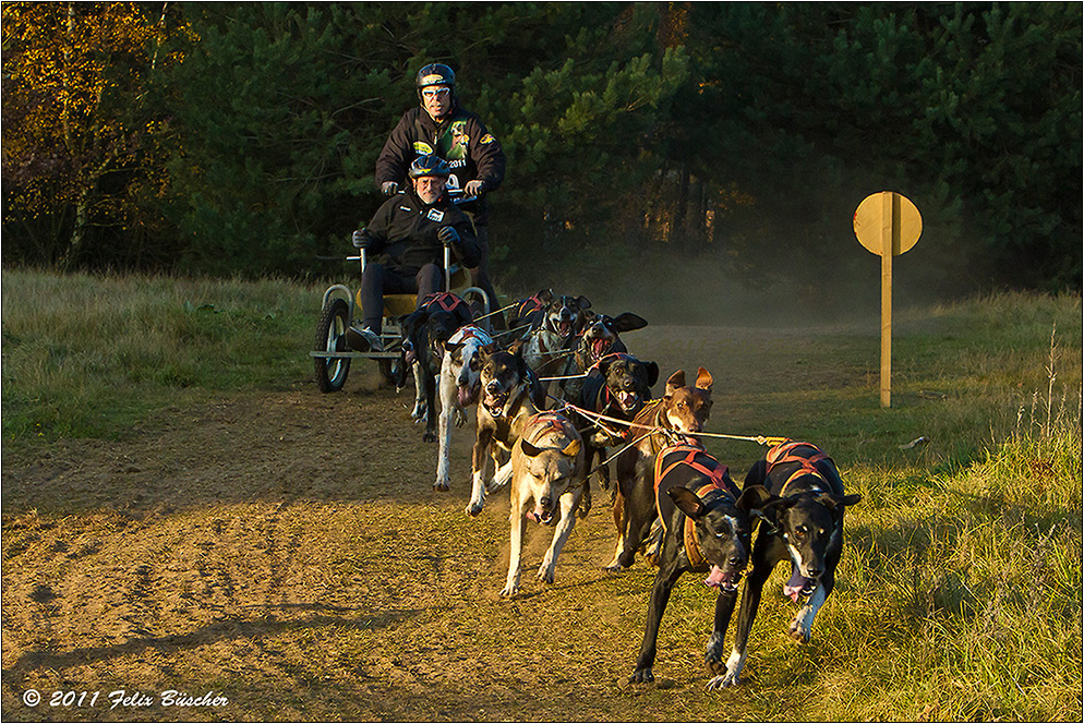 Schlittenhund-WM in Borken