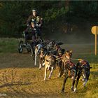 Schlittenhund-WM in Borken