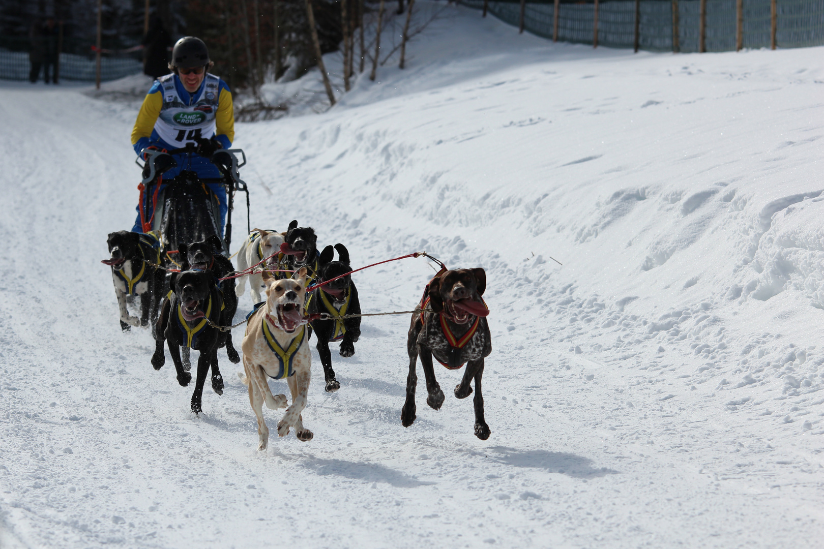 Schlittenhunde 