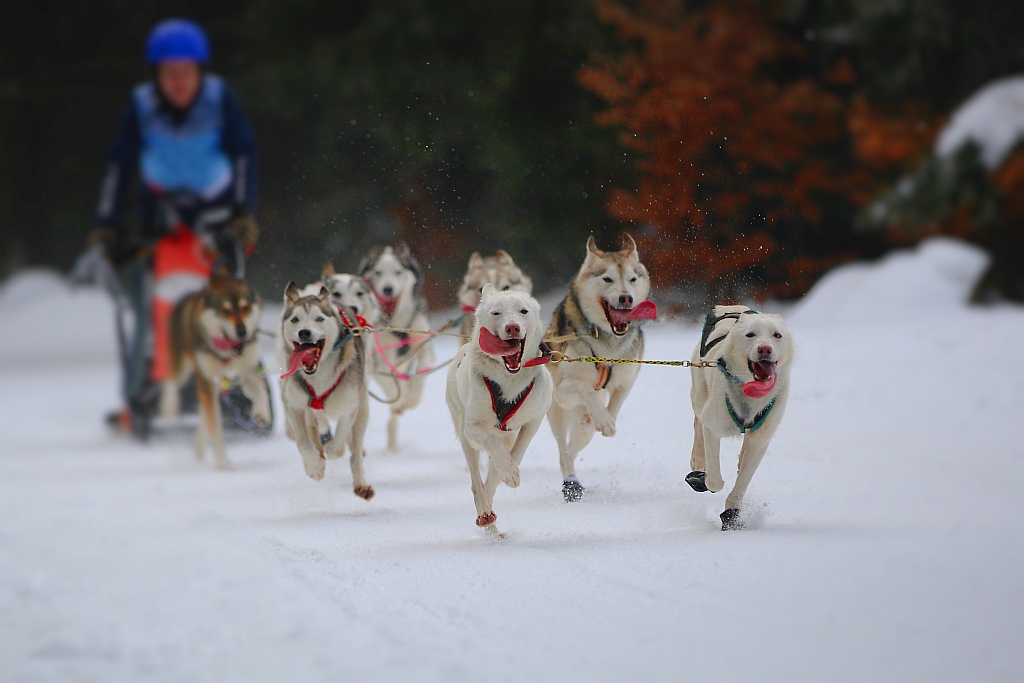 Schlittenhunde Foto & Bild | sport, winter, hunde Bilder auf fotocommunity