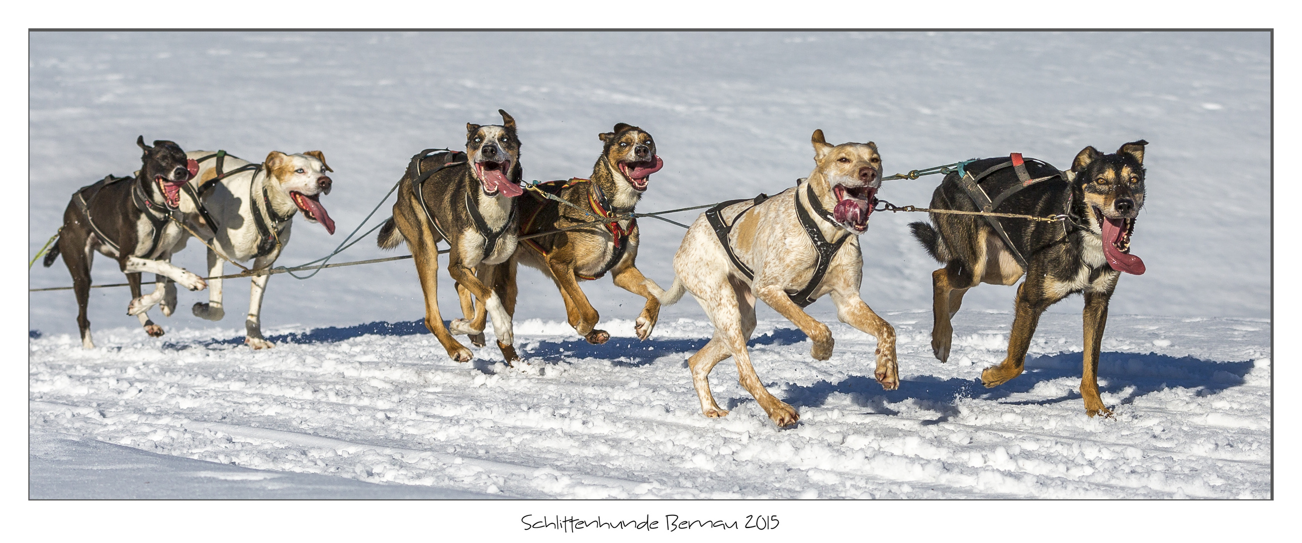 Schlittenhunde 2015 Bernau (10)