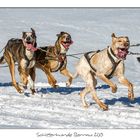 Schlittenhunde 2015 Bernau (10)