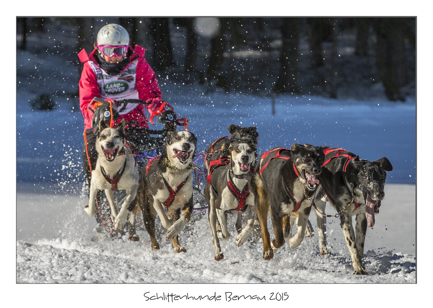 Schlittenhunde 2015 Bernau (8)