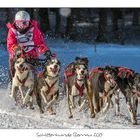 Schlittenhunde 2015 Bernau (8)