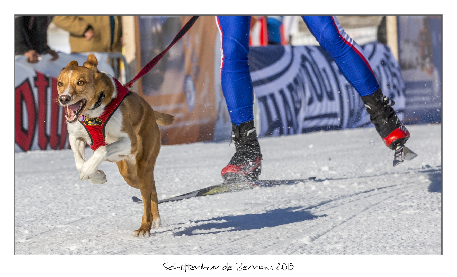 Schlittenhunde 2015 Bernau