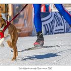 Schlittenhunde 2015 Bernau
