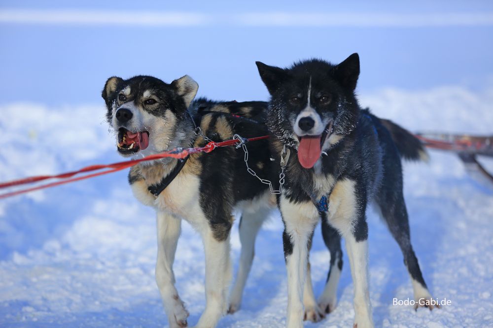 Schlittenhunde