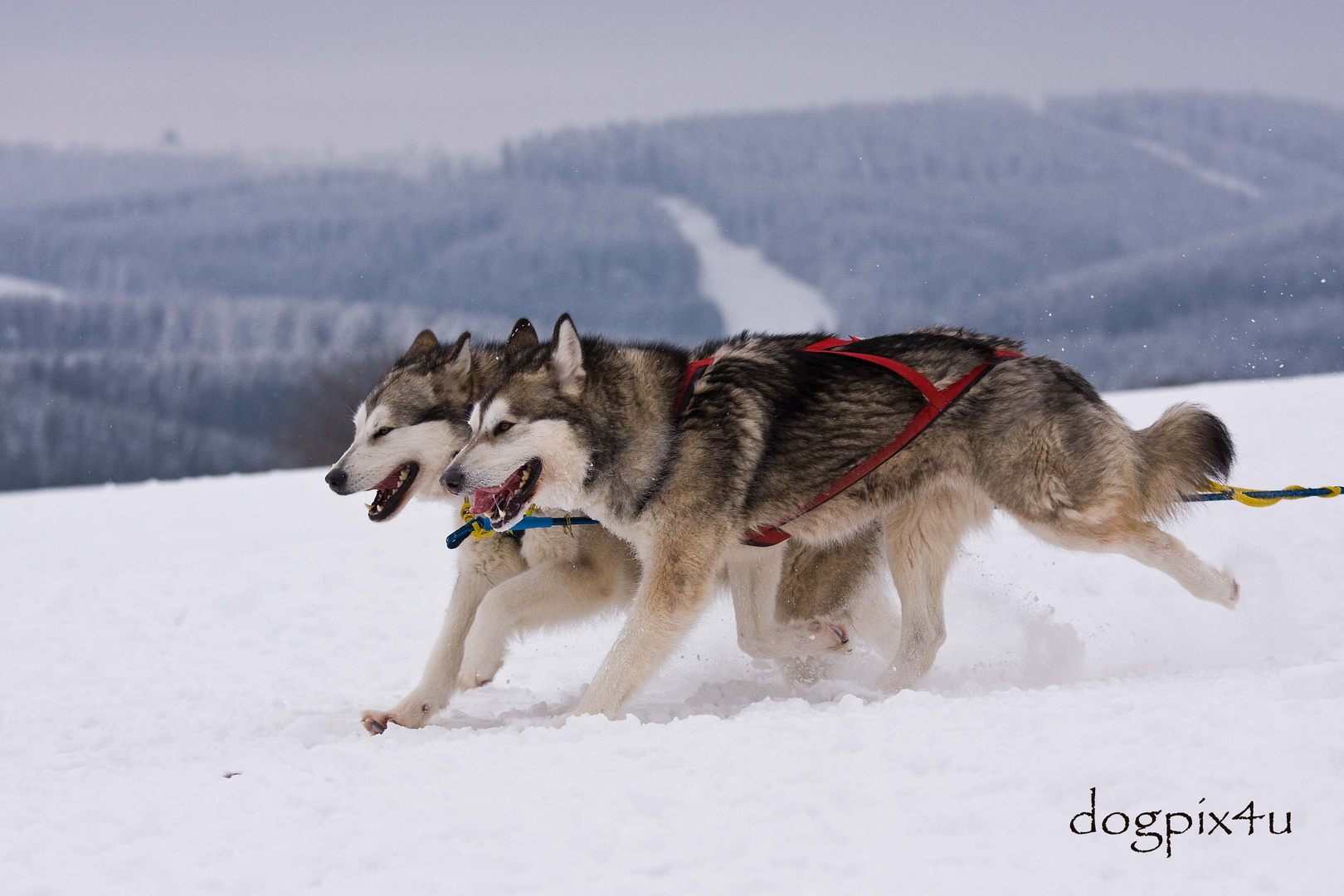 Schlittenhunde