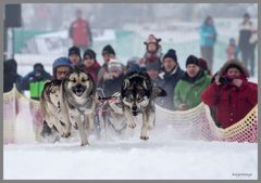 Schlittenhunde