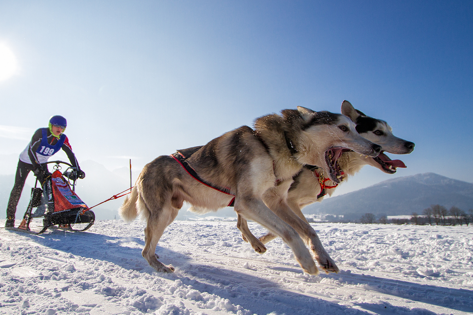 Schlittenhunde