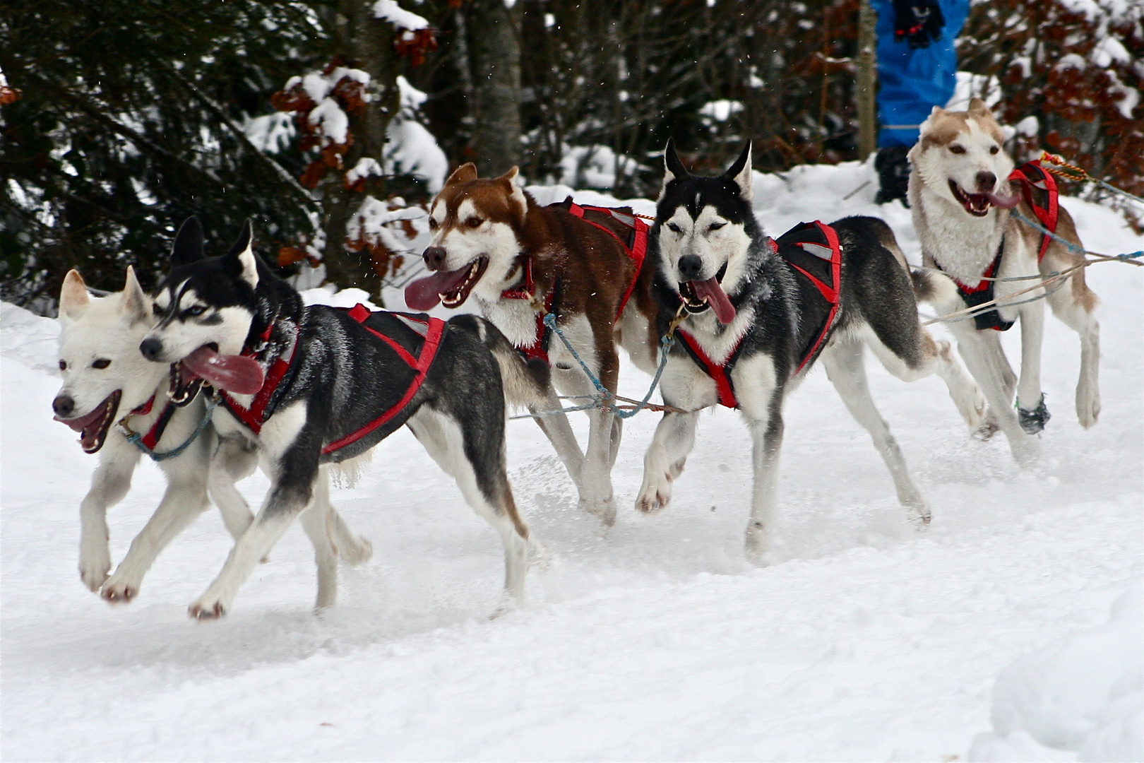 Schlittenhunde