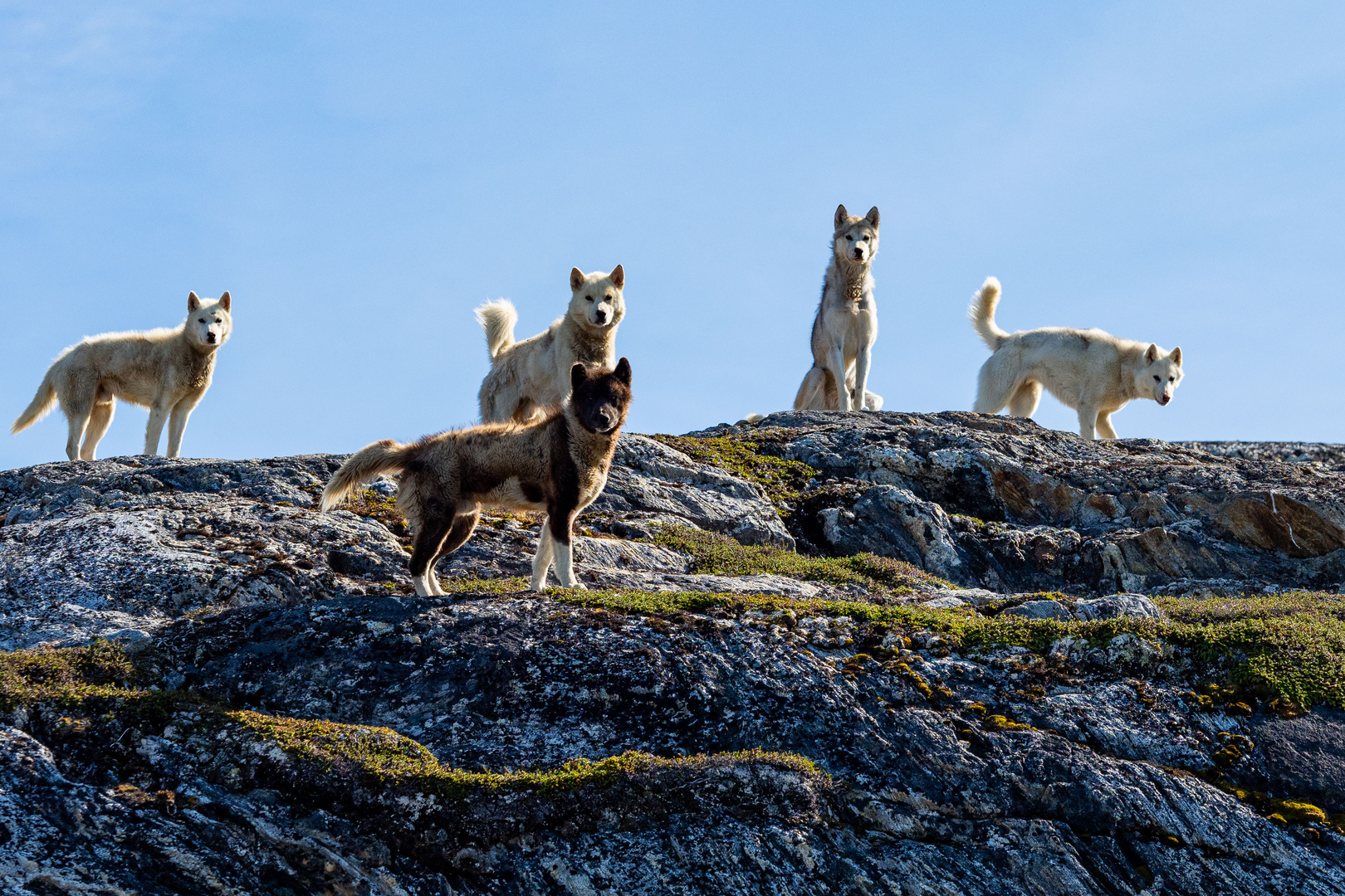 Schlittenhunde