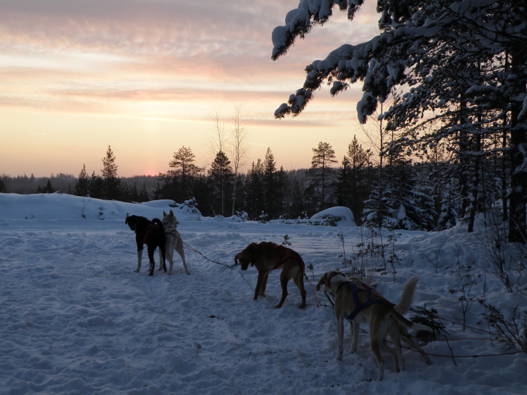 Schlittenhunde