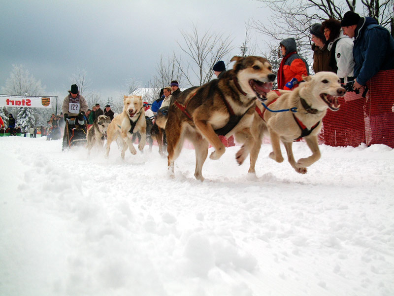 Schlittenhunde