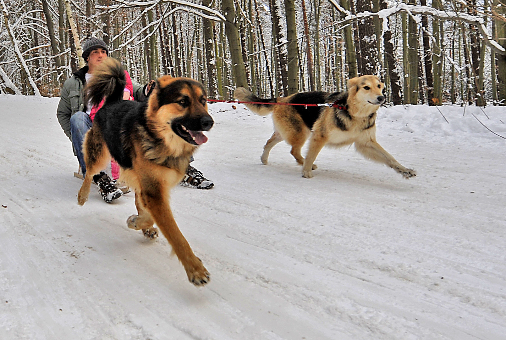 "Schlittenhunde"