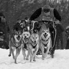 Schlittenhunde Adventure Clausthal-Zellerfeld 2013