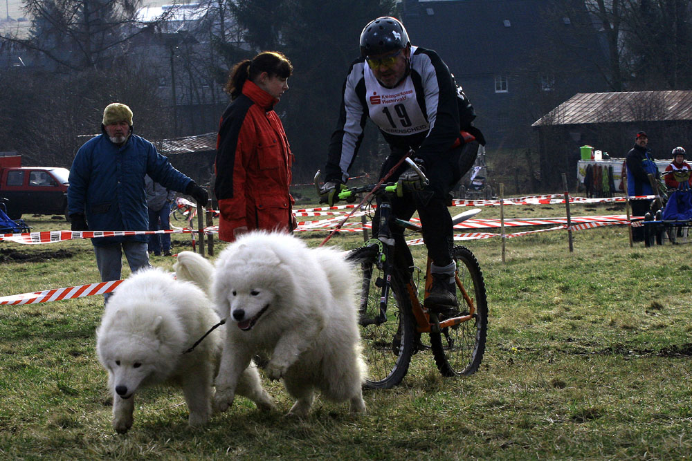 schlittenhunde am start