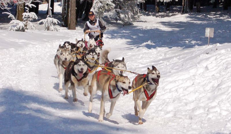 Schlittenhunde auf dem Feldberg