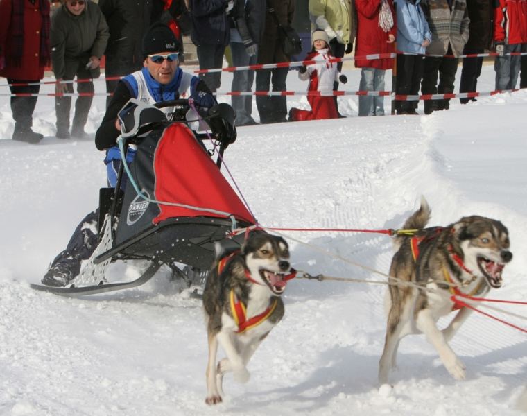 Schlittenhunde bei der Arbeit