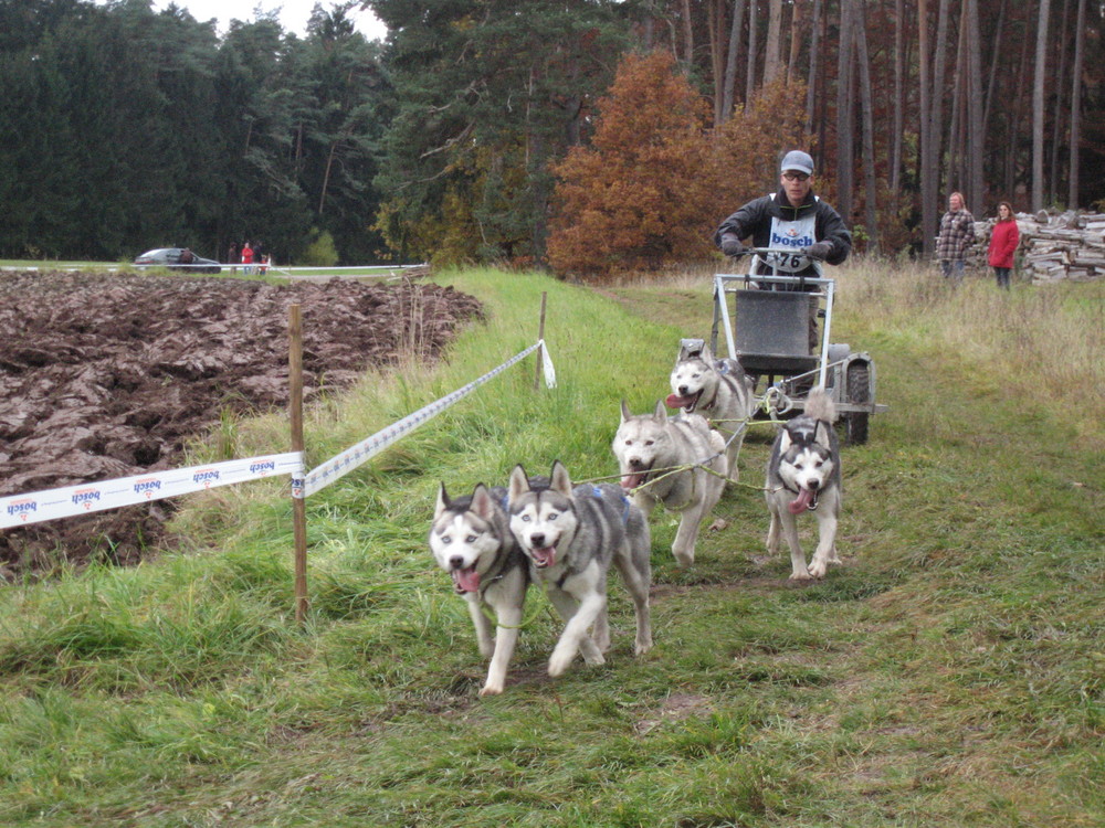 Schlittenhunde bei Ihrem Hobby