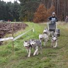 Schlittenhunde bei Ihrem Hobby