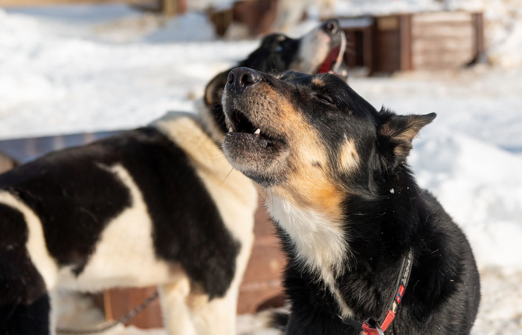 Schlittenhunde bei Tromsö