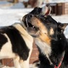 Schlittenhunde bei Tromsö