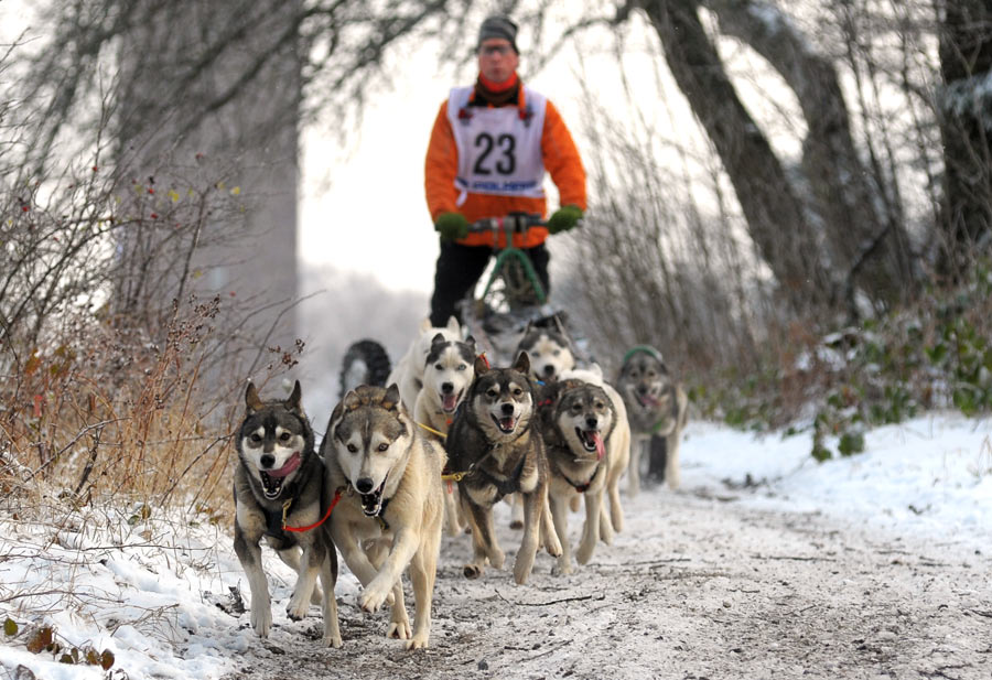 Schlittenhunde Dobel 2