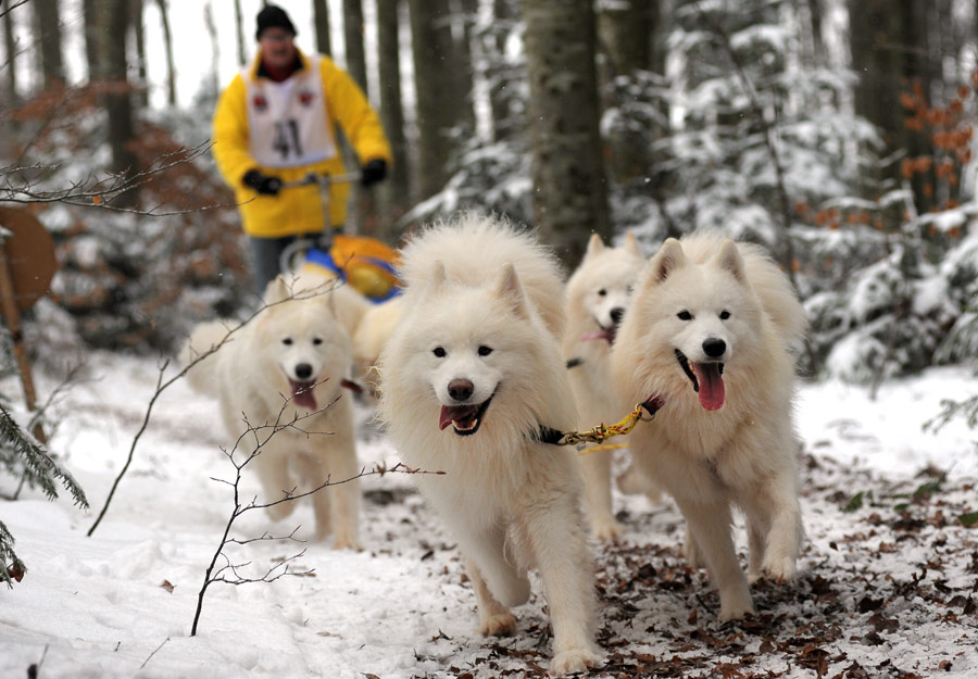 Schlittenhunde Dobel 4