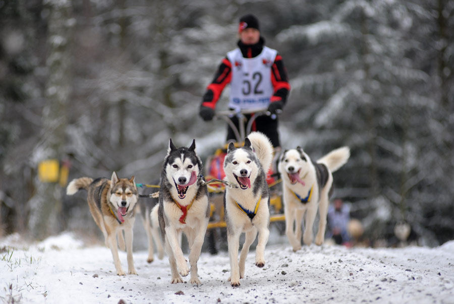 Schlittenhunde Dobel