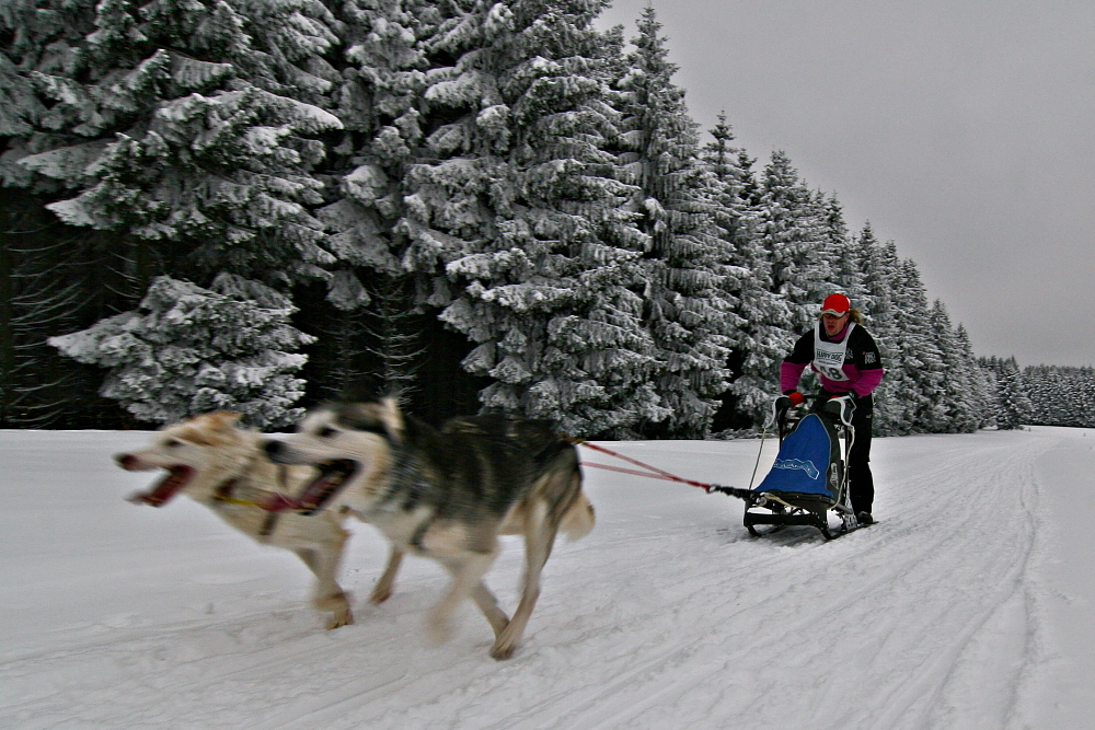 Schlittenhunde II