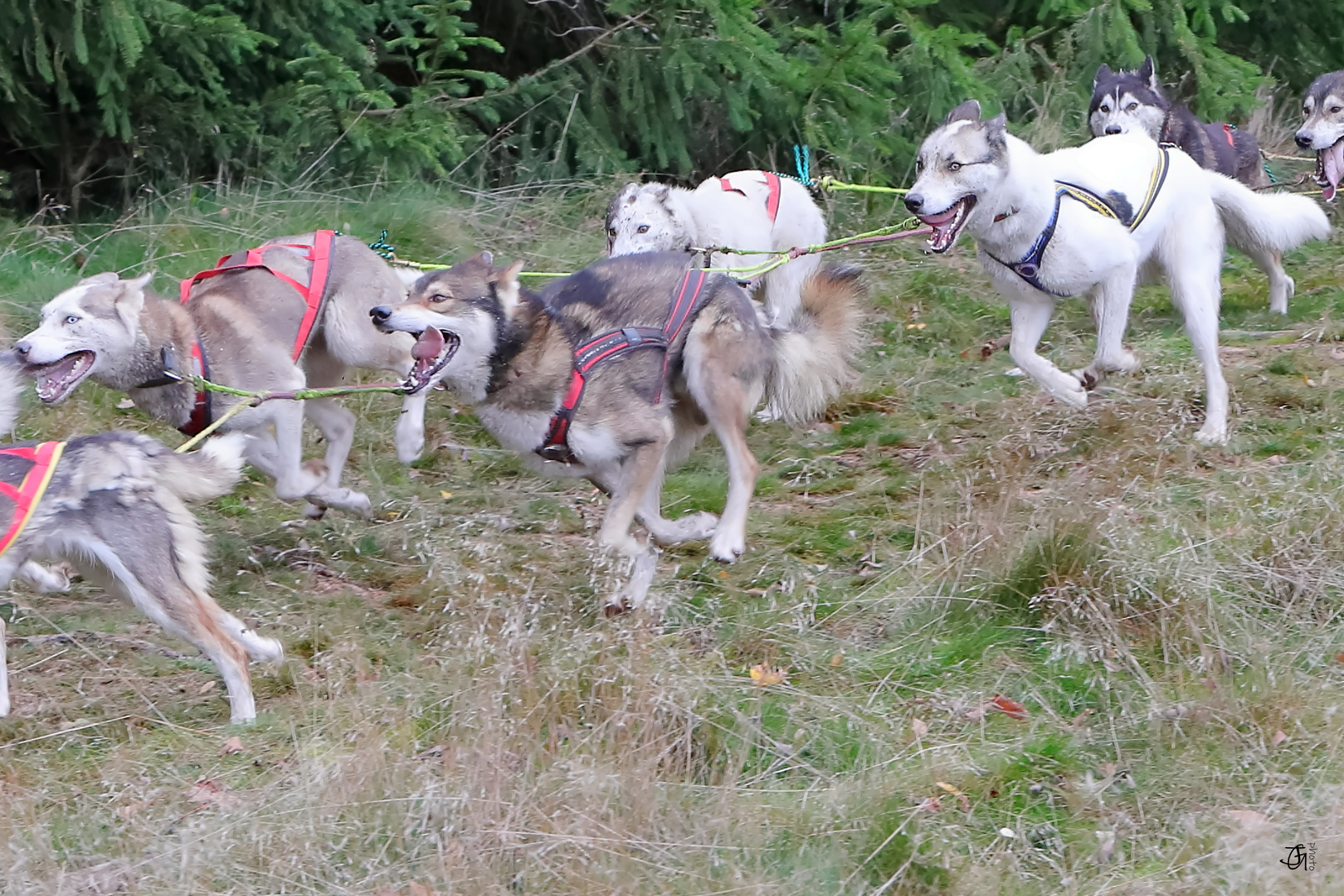 Schlittenhunde im Harz