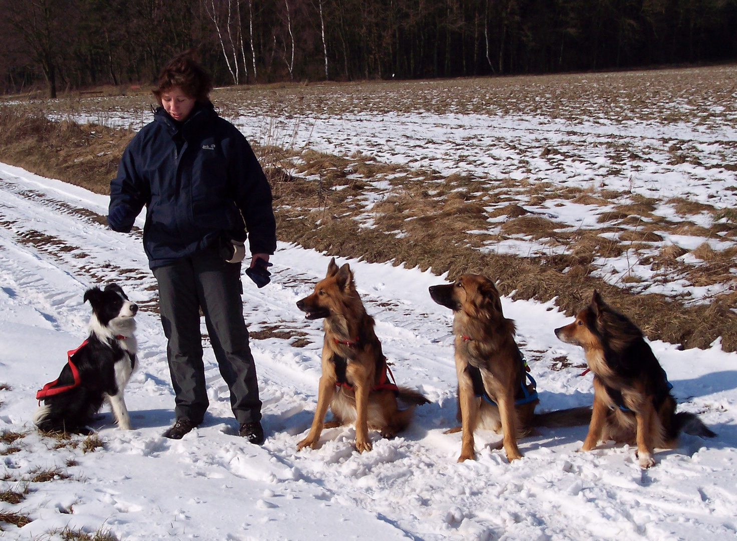 Schlittenhunde in der Pause