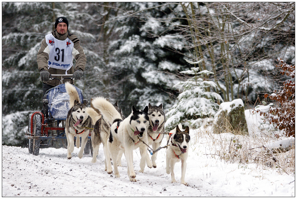 Schlittenhunde in Dobel 2009