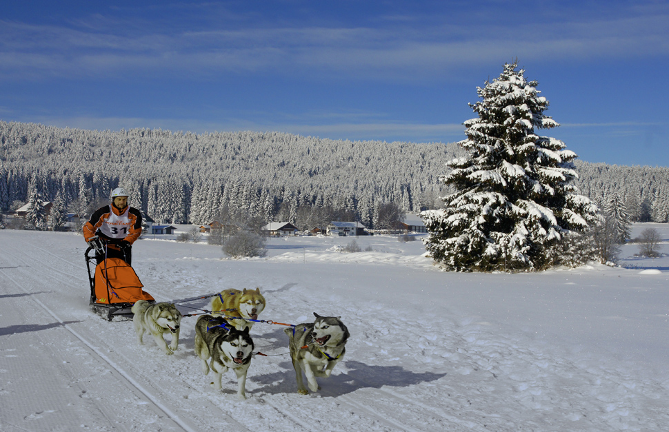 Schlittenhunde mit Landschaft