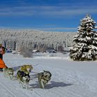 Schlittenhunde mit Landschaft