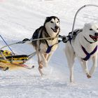 Schlittenhunde Rennen heute in Werfenweng