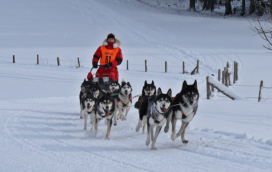 Schlittenhunde-Rennen, Inzell